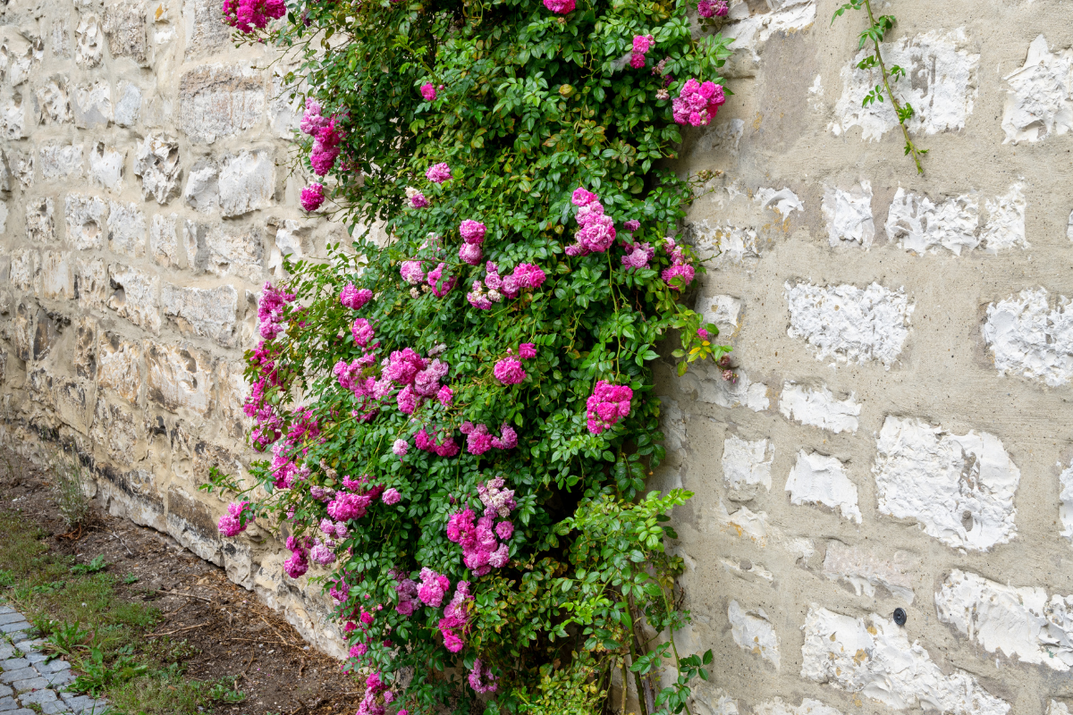 Climbers and ramblers  roses.png